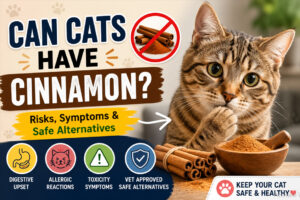 Can Cats Have Cinnamon? Risks, Symptoms & Safe Alternatives for Cats